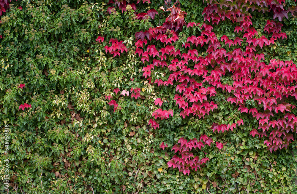 Background and texture of a wall covered with ivy and virginia creeper. The ivy is green. The leaves of the Virginia creeper shine red and form a contrast.