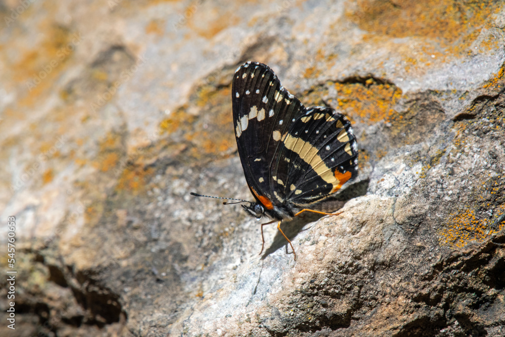 Bordered Patch (Chlosyne lacinia) Bordered Patch (Chlosyne lacinia)