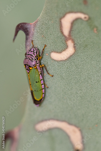 Oncometopia alpha leafhopper on agave photo