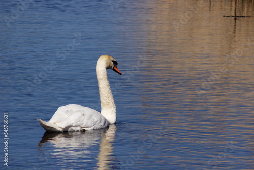 Cygnus olor  commonly known as a Mute Swan at the Newport Wetlands National Nature Reserve in South Wales  UK