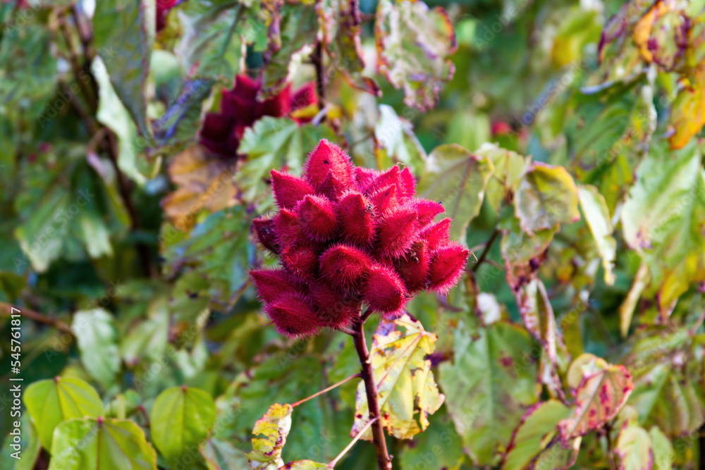 Flowers typical of the northeast, forest of the cerrado and caatinga Flowers typical of the northeast, forest of the cerrado and caatinga