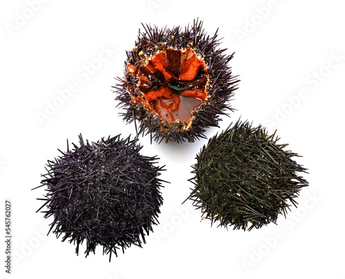 sea urchin in studio photo