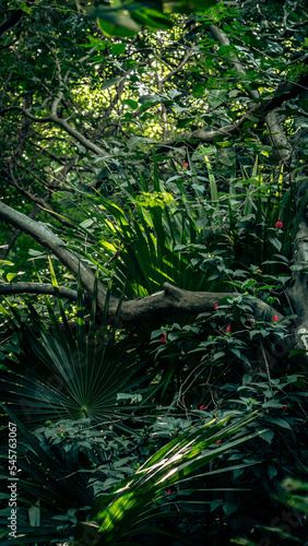 Jungle in Tulum