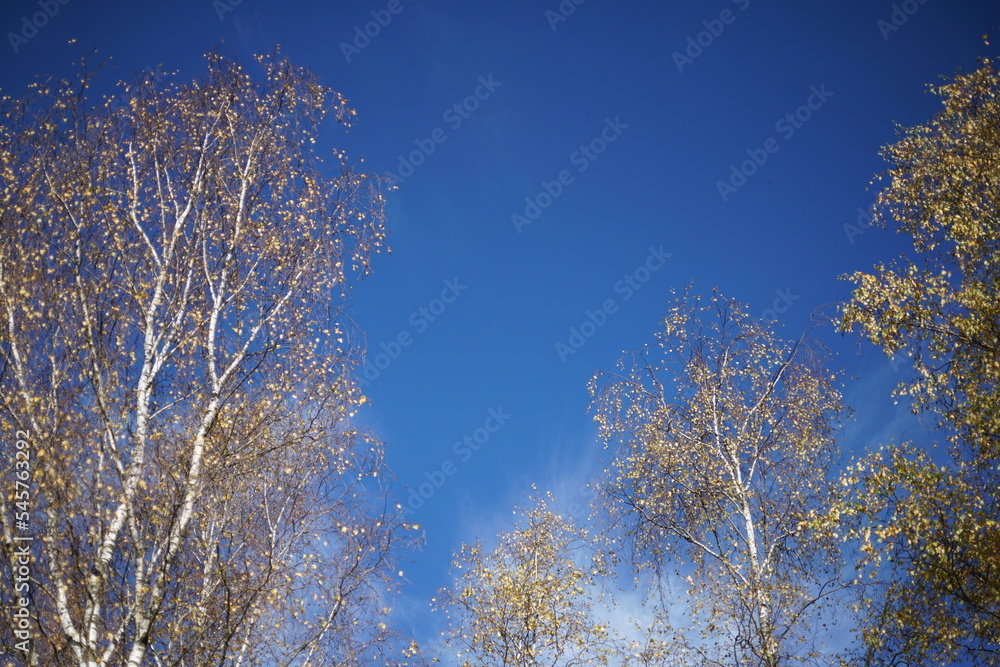 Einzelne Birke im Herbst bei blauem Himmel, Betula pendula Einzelne Birke im Herbst bei blauem Himmel, Betula pendula