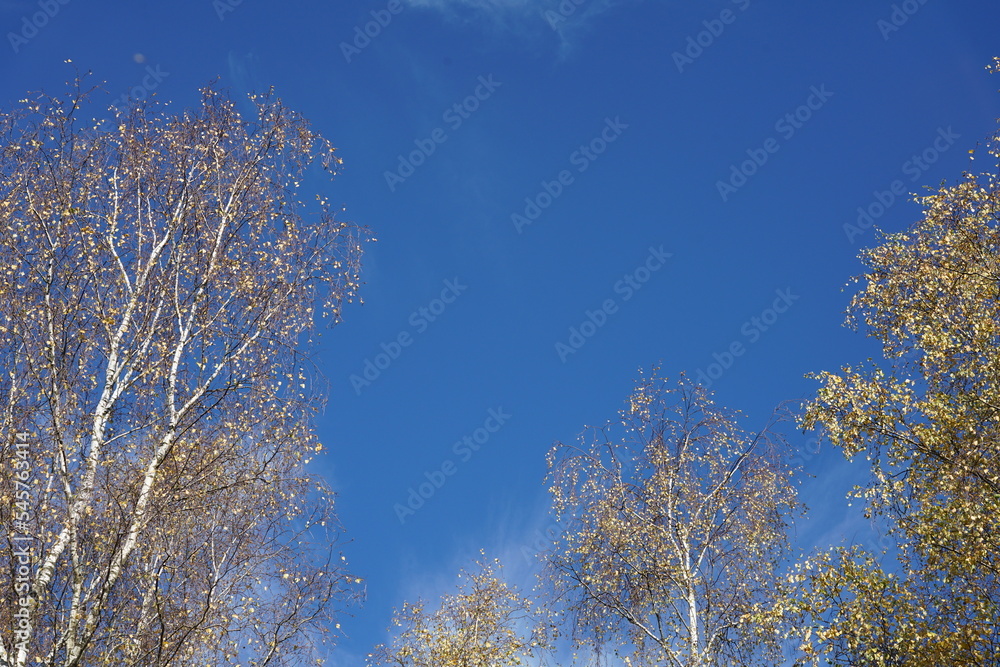 Einzelne Birke im Herbst bei blauem Himmel, Betula pendula Einzelne Birke im Herbst bei blauem Himmel, Betula pendula