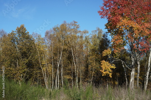 Herbst Wetter bei Sonnenschein und mit schönem blauen Himmel, Schwarzpappel