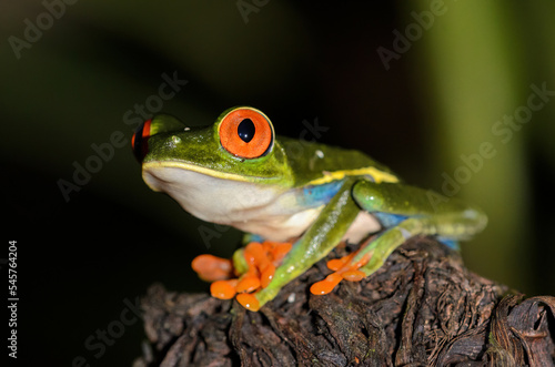 Red-eyed Treefrog - Agalychnis callidryas in Sarapiqui region, Costa Rica © salparadis