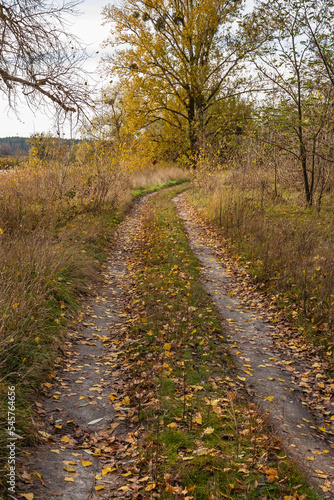 Country road in a woodland. Autumn nature in Ukraine