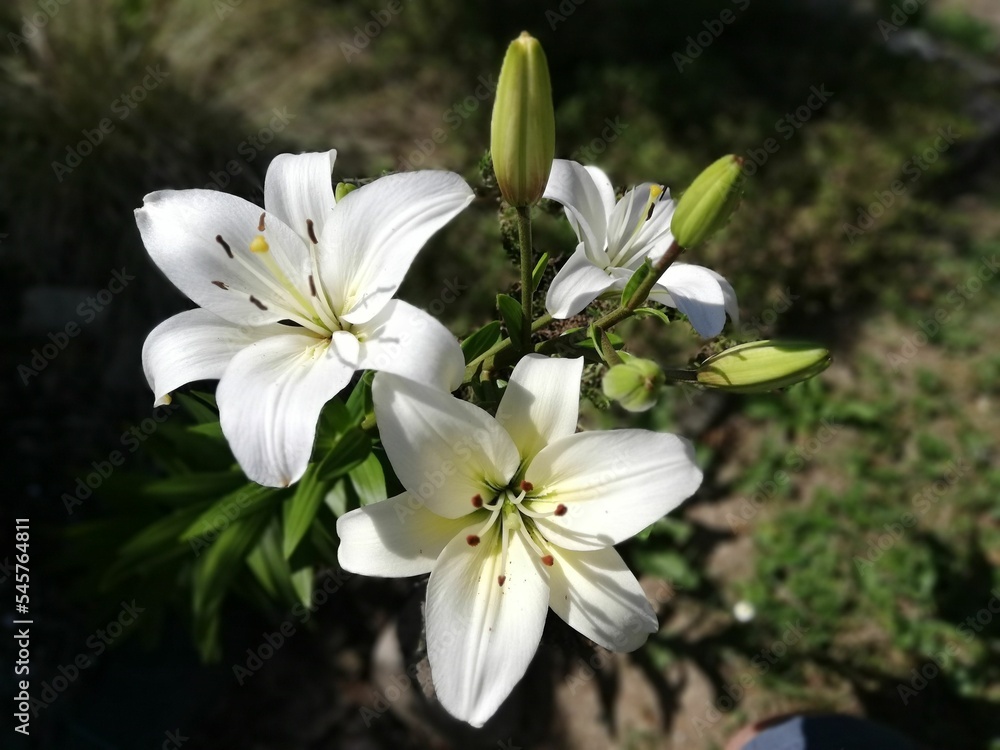 Obraz premium Projekt bez tytułu - 1