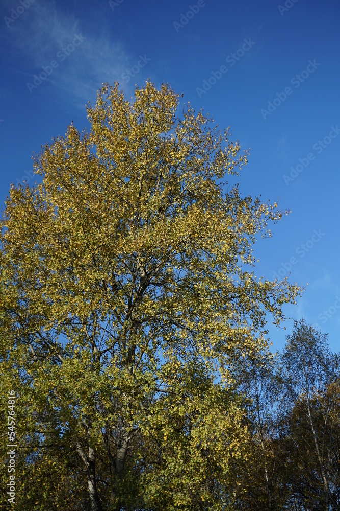Herbst Wetter bei Sonnenschein und mit schönem blauen Himmel