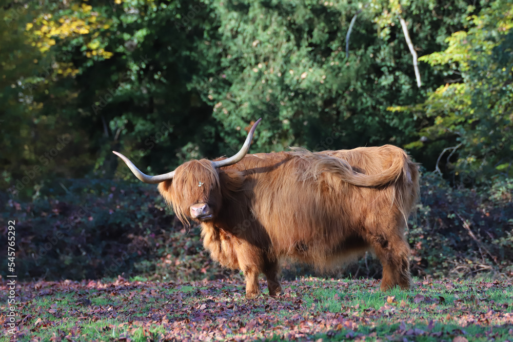 vache highland Cattle