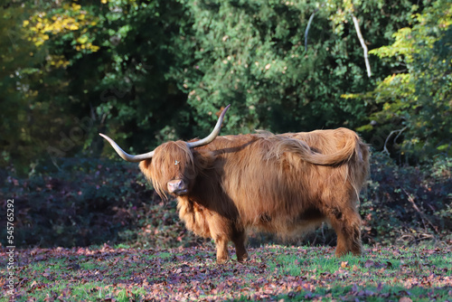 Obraz na płótnie vache highland Cattle w salonie