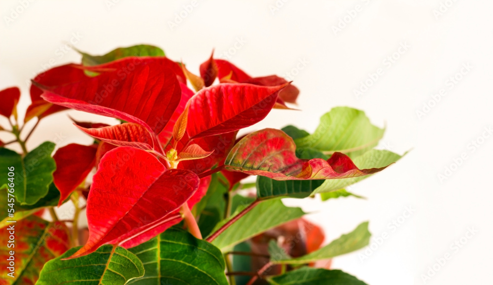 Fresh,red leaf Poinsettia or Christmas Star,on white surface with copy space Fresh,red leaf Poinsettia or Christmas Star,on white surface with copy space