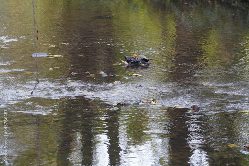 swan, duck or cormorant at danube river