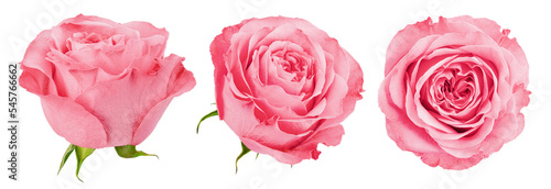 pink Rose isolated on white background, clipping path, full depth of field