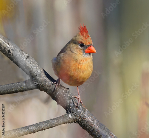 female red cardinals bird standing on the tree branch