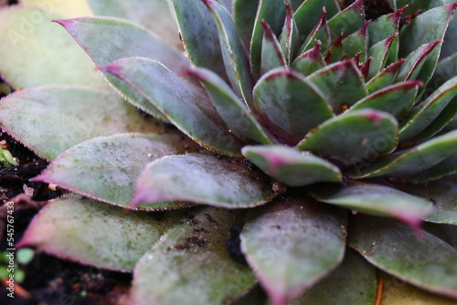 rojnik Olivine sempervivum