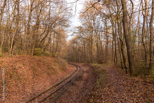 path in autumn forest