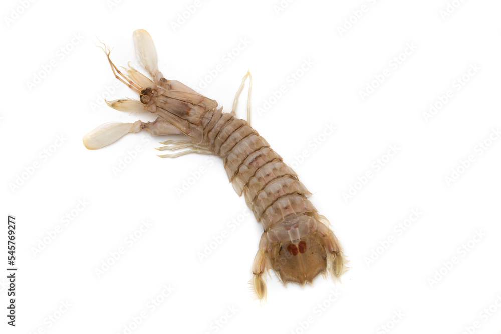 Mantis shrimp isolated on white background. The Squilla mantis is a species of stomatopod crustacean in the Squillidae family.