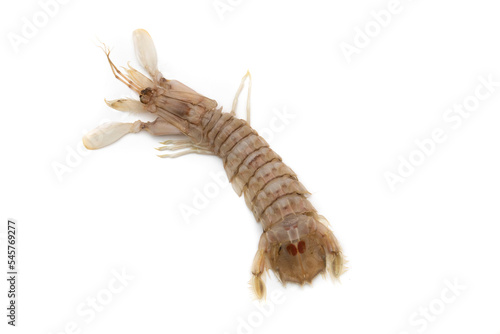 Mantis shrimp isolated on white background. The Squilla mantis is a species of stomatopod crustacean in the Squillidae family. photo