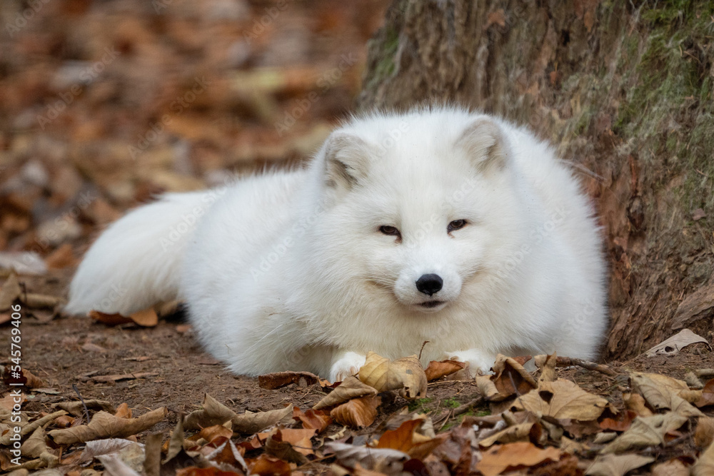 Fototapeta premium artic fox in automn on leaves in a forest