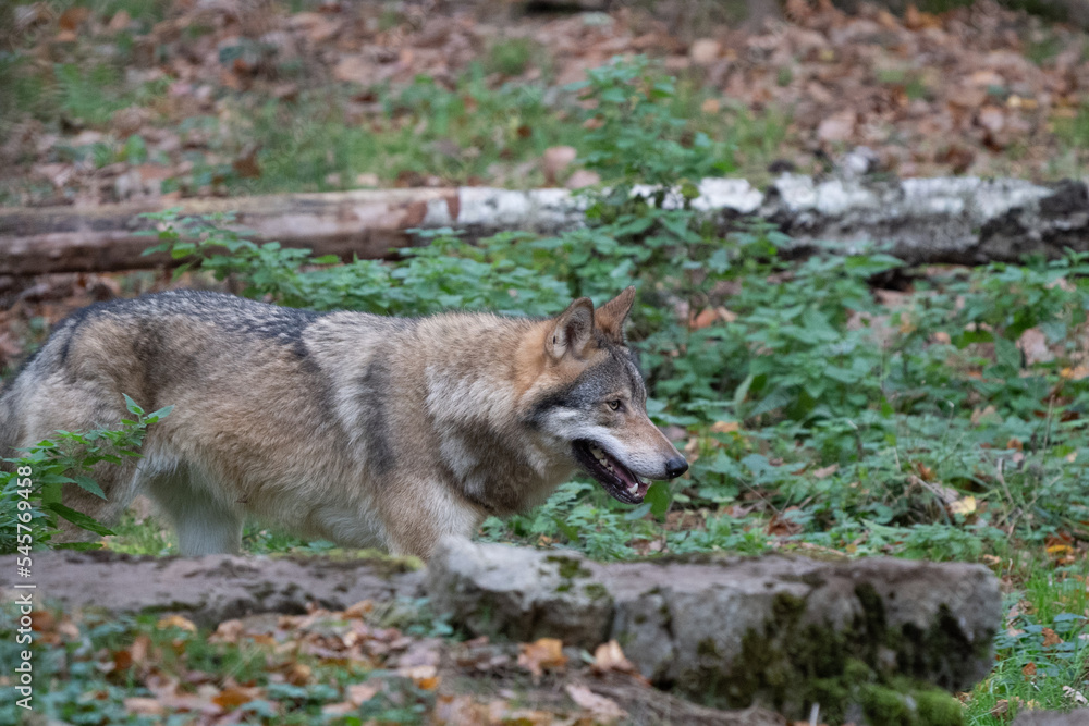 Naklejka premium wolf in the woods