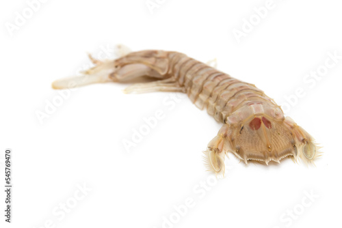 Mantis shrimp isolated on white background. The Squilla mantis is a species of stomatopod crustacean in the Squillidae family. photo