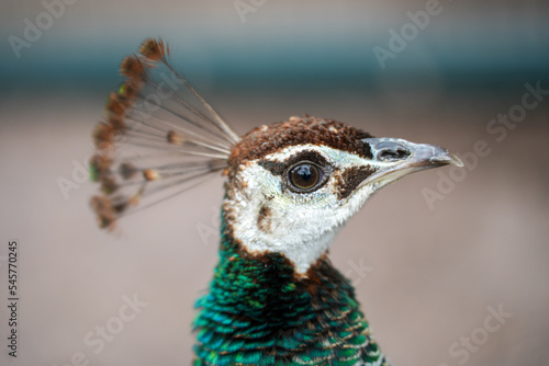 Peahen im Portrait