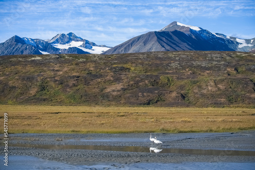 Two trumpeter swans in the mountains, Yukon photo