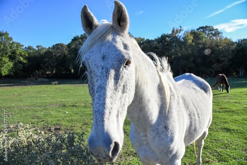 white horse on a meadow