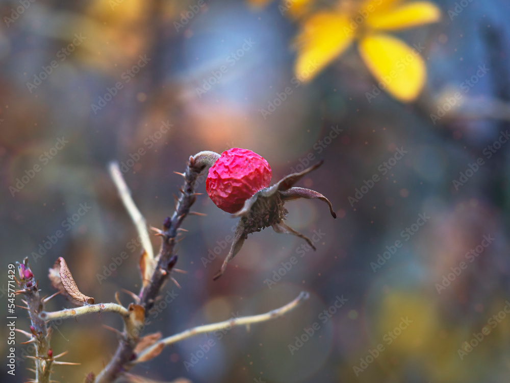 Fototapeta premium Dried rose hips . Abstract natural background for various purposes.