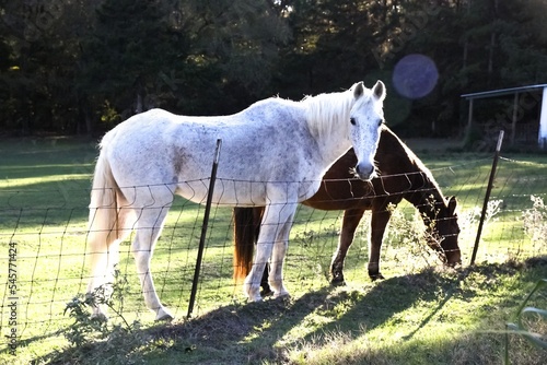 horses in the field