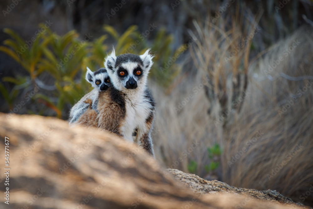 Fototapeta premium Ring-tailed Lemur - Lemur catta large strepsirrhine primate with long, black and white ringed tail, endemic to Madagascar, known locally in Malagasy as maky or hira. Family on the rock