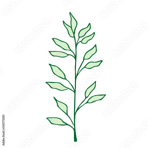 Plant drawing  modern design. Abstract Plant Art design for print  cover  wallpaper. PNG illustration