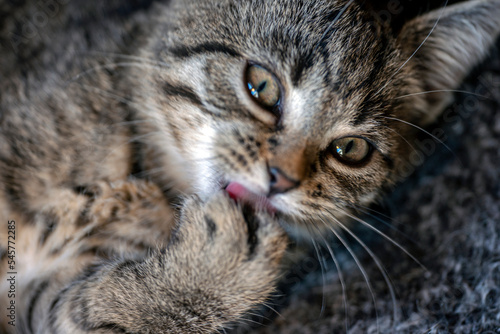 portrait of a cat, nacka, sweden, sverige © Mats