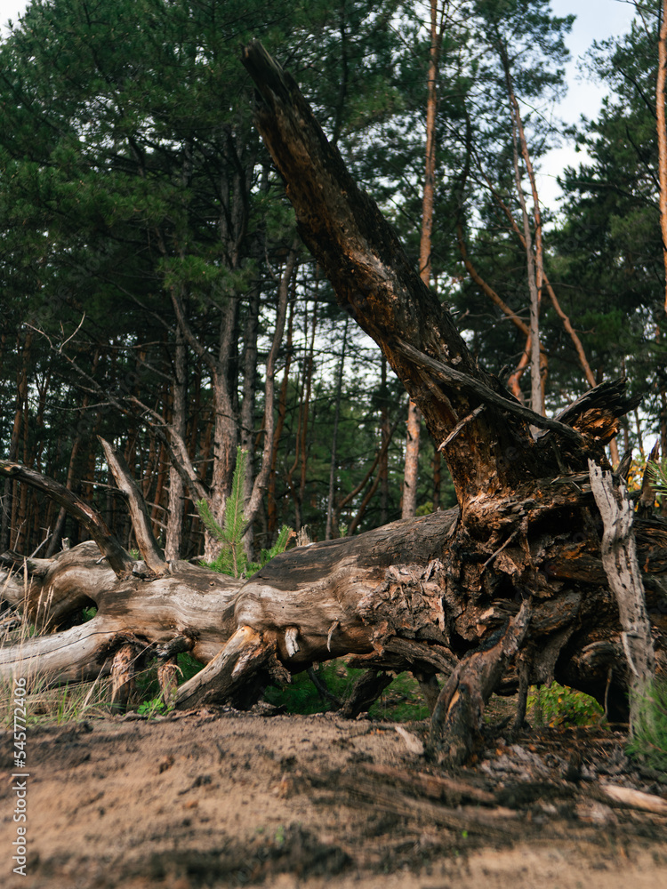 the root of a tree that fell in a coniferous forest. an old fallen tree. a huge tree root in the forest. the root of a tree that fell in a coniferous forest. an old fallen tree. a huge tree root in the forest.