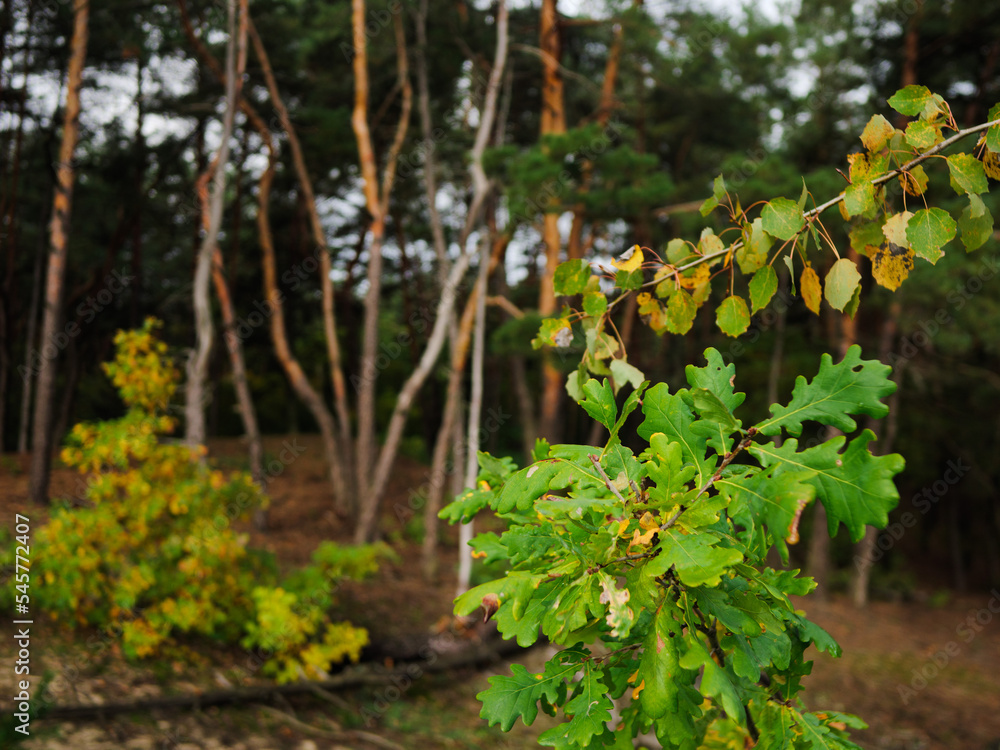 a small oak among the pine forest. a branch of an oak tree. oak leaves close-up. a small oak among the pine forest. a branch of an oak tree. oak leaves close-up.