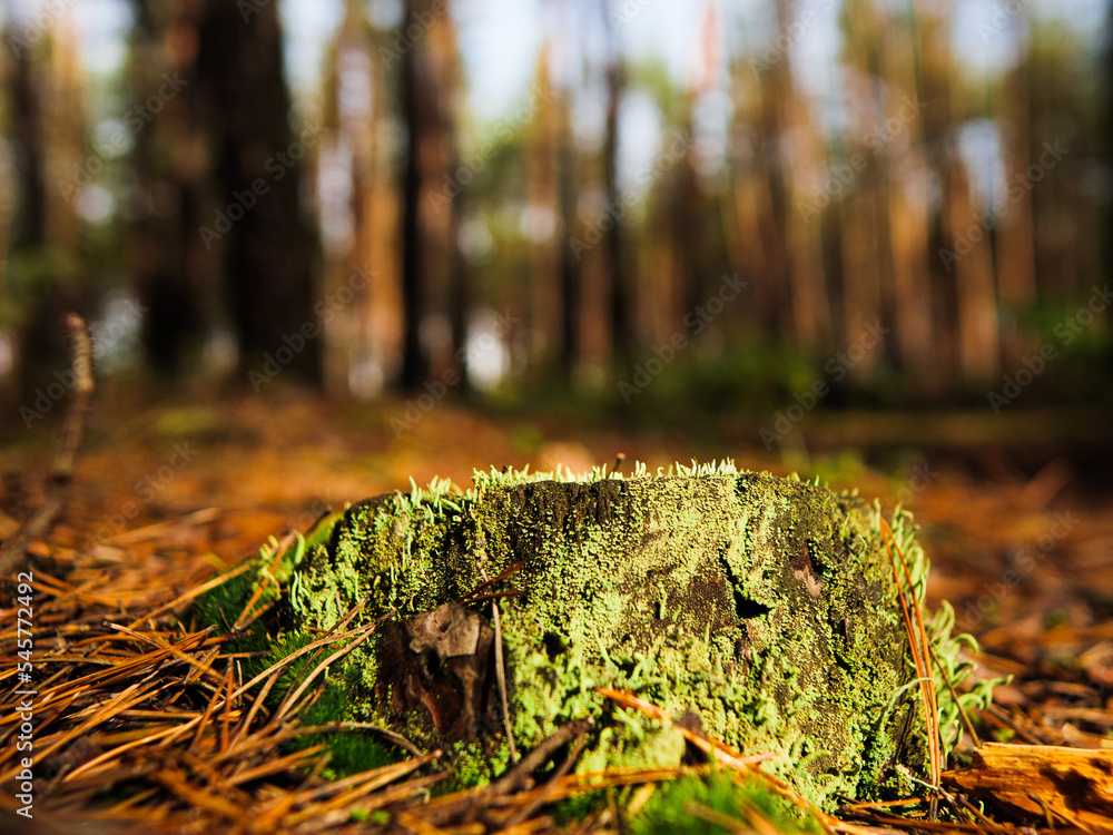 a stump covered with moss in a coniferous forest. bright green moss on the trunk of an old tree. a stump covered with moss in a coniferous forest. bright green moss on the trunk of an old tree.