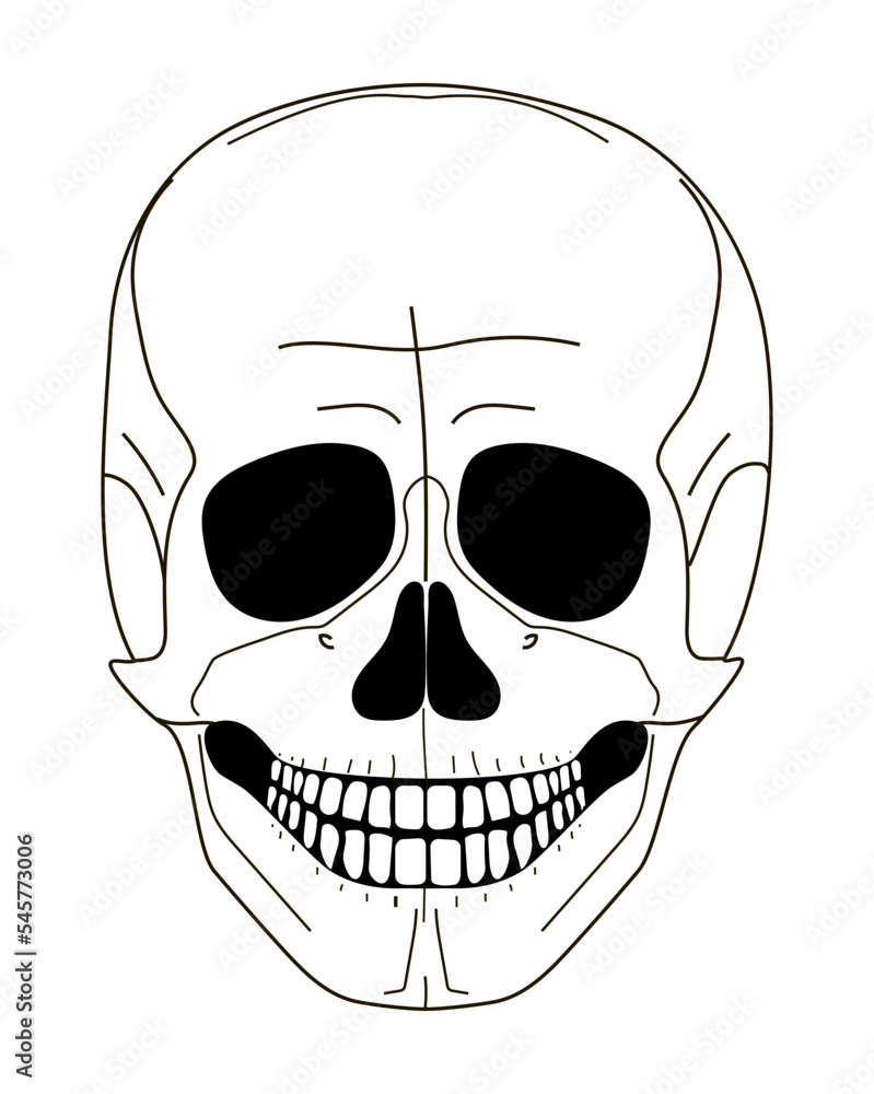 Illustration of a human skull. He is smiling. Vector illustration isolated on white background Illustration of a human skull. He is smiling. Vector illustration isolated on white background