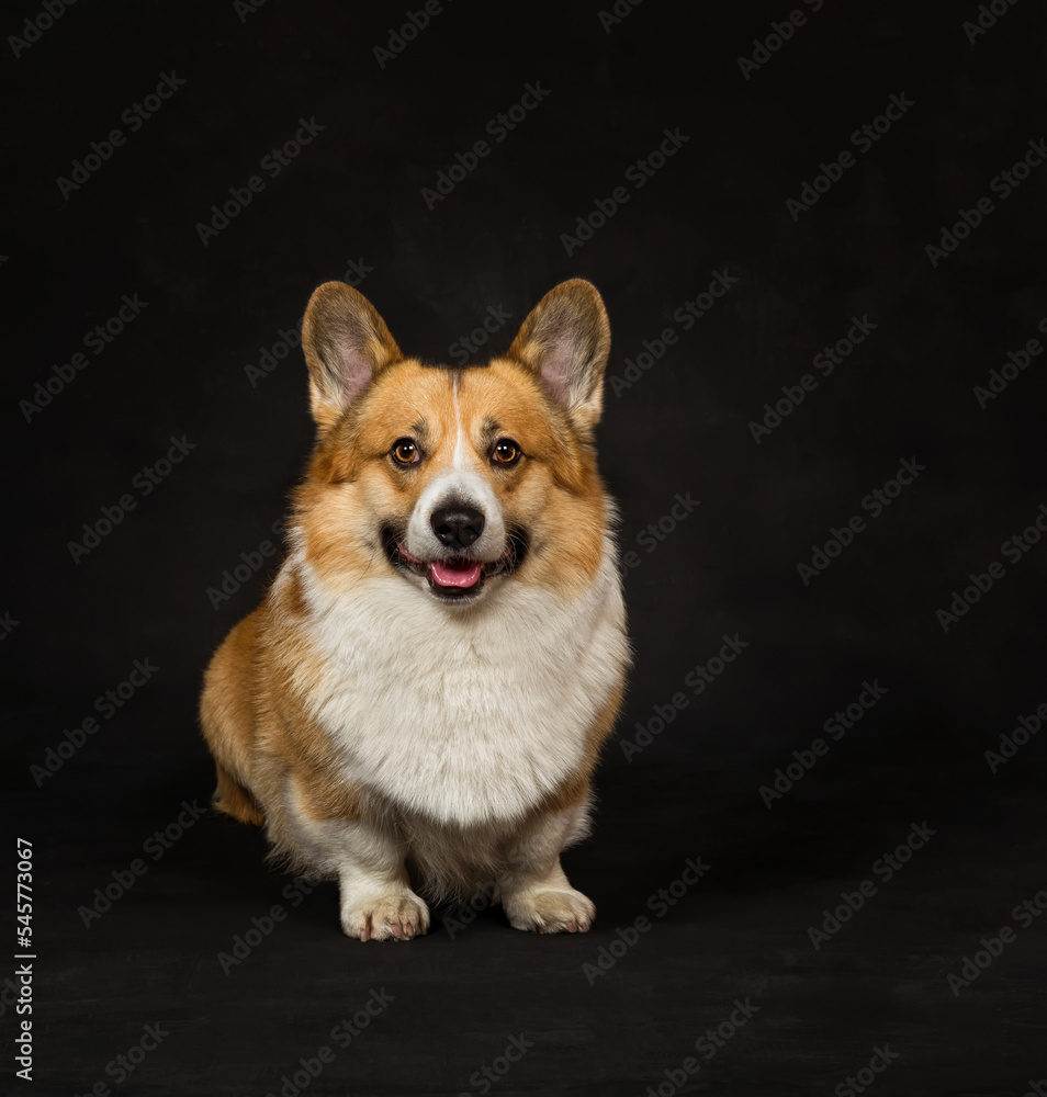 portrait of a cute corgi dog puppy sitting and smiling against a black isolated canvas
