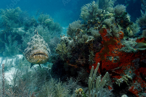Goliath Grouper underwater  Epinephelus itjara