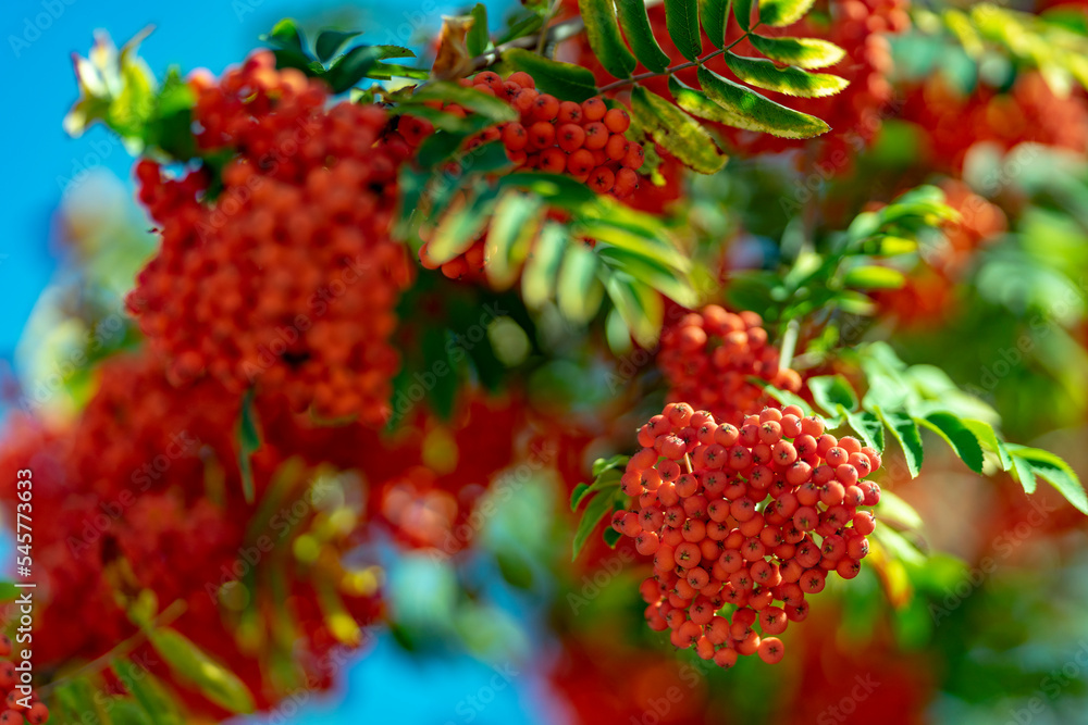 beautiful spring rowan, spring colors, wake up in spring, life, joy orange, rowanberry, beautiful spring rowan, spring colors, wake up in spring, life, joy orange, rowanberry,
