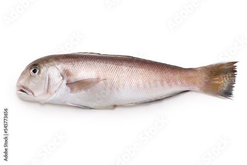 White tilefish ( In Japan, a high-class fish is called 