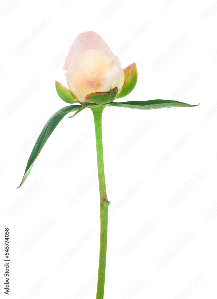 Obraz premium Pink peony flower isolated on white background.