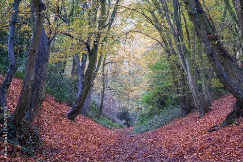Devil's Dyke, Wheathampstead Hertfordshire, photographed in autumn. The pathway through the trees is an ancient earthworks. photo