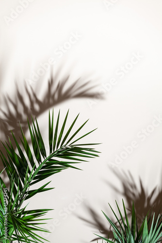 Obraz na płótnie Palm leaves on the white background w salonie