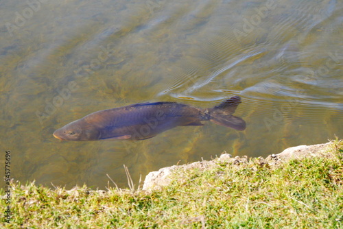 A carp fish swims near to the shore in a lake