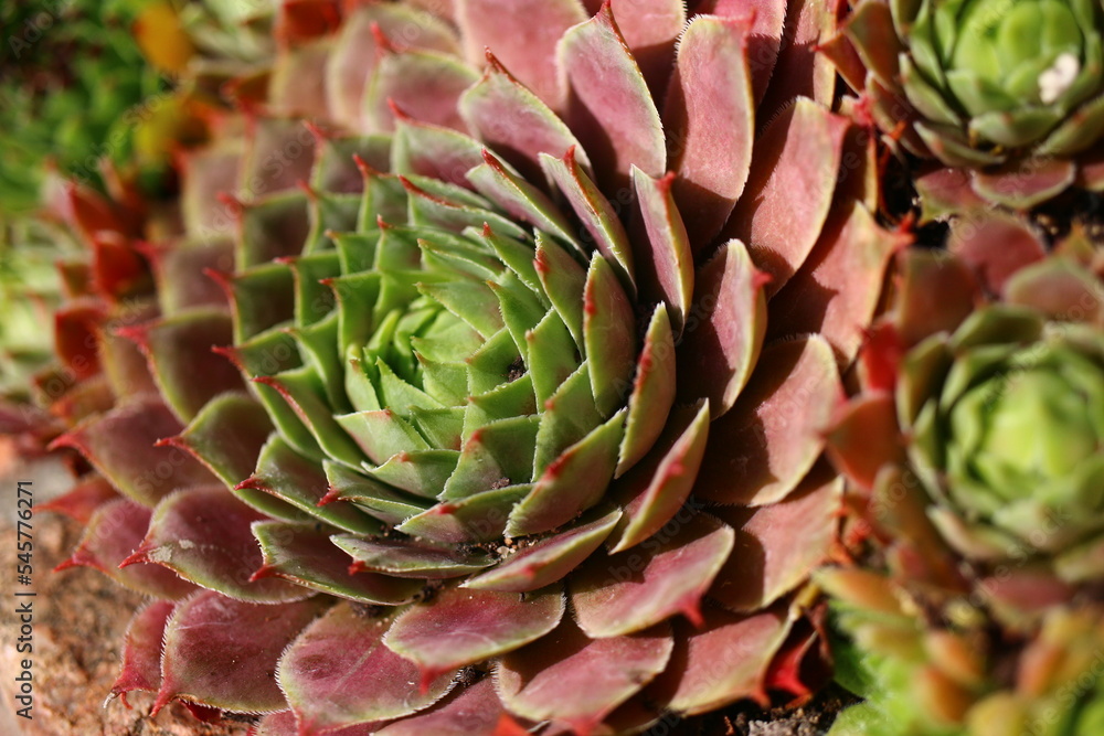 rojnik Sempervivum 'Dr. Fritz Köhlein' rojnik Sempervivum 'Dr. Fritz Köhlein'