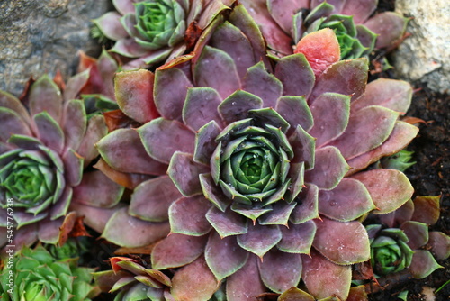 rojnik Sempervivum 'Dr. Fritz Köhlein'