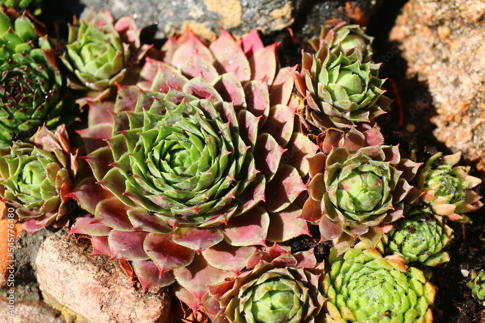 rojnik Monika Sempervivum rojnik Monika Sempervivum